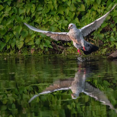Domestic pegion wants to be an osprey.