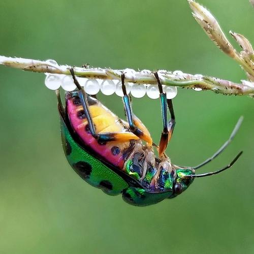 Laying bug