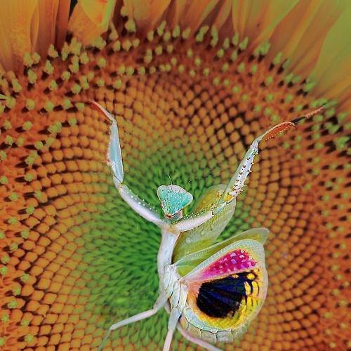 Photo #4466192