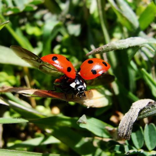 Photo #4466515