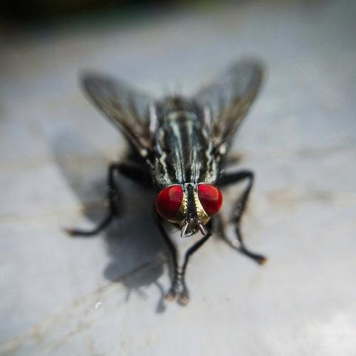 Photo #4467189