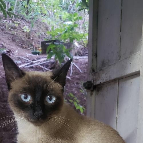 My sweet cat named Lokita