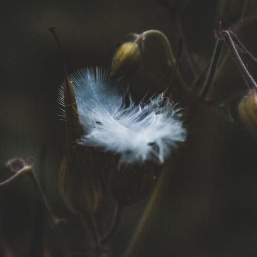 Photo #4467752