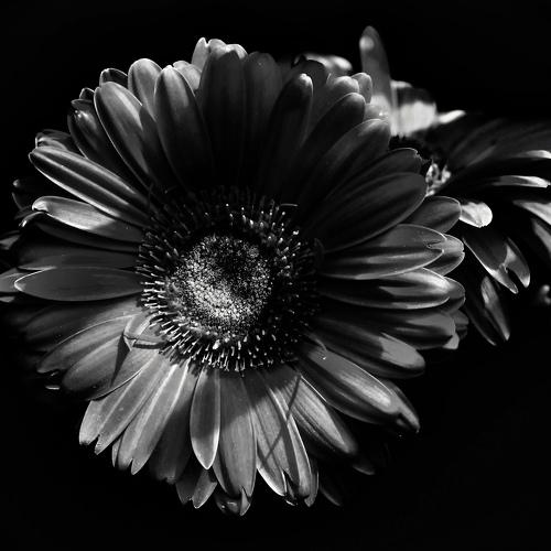Photo #4468280