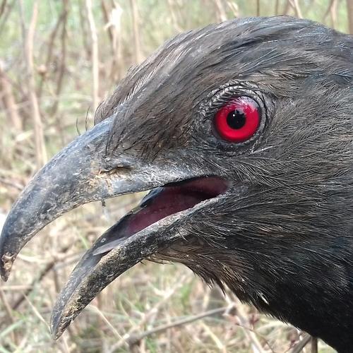 Photo #4468354