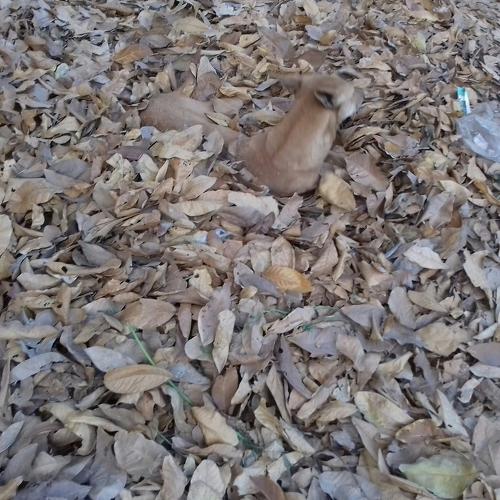 Photo #4468355