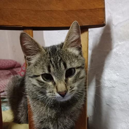 Photo #4468437