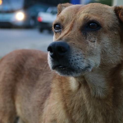 Photo #4468857