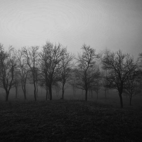 Plum trees in winter