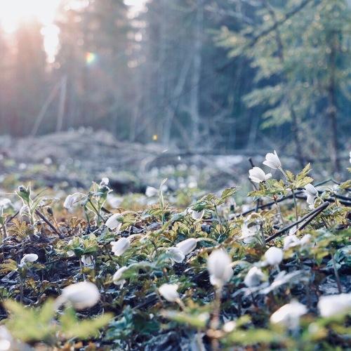 Photo #4470364