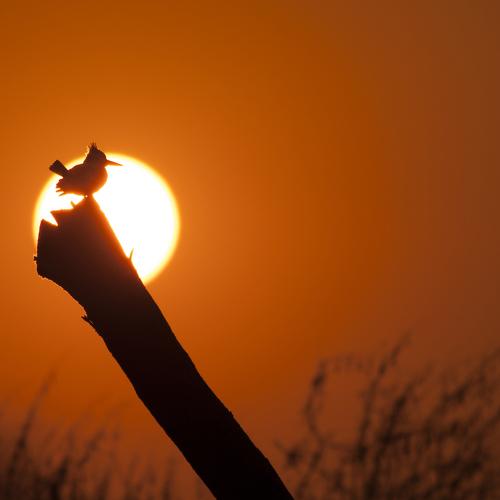 Pied Kingfisher
