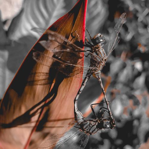 Dragonflies