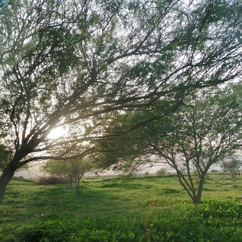 Photo #4471505