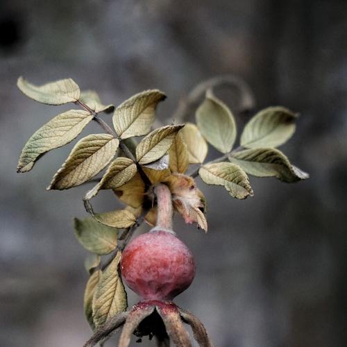 Photo #4471597