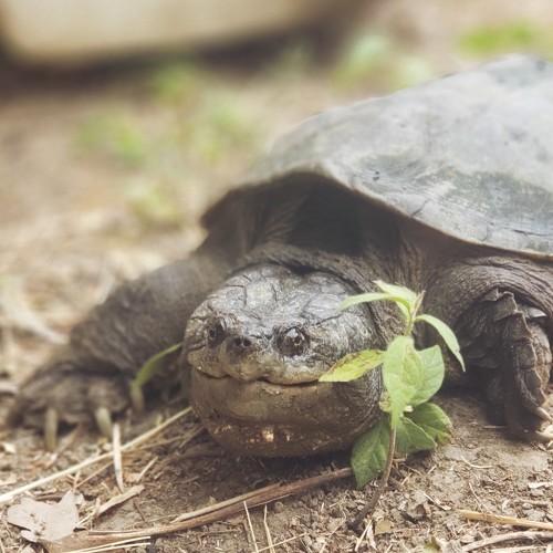 Photo #4472503