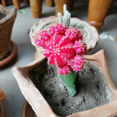 Gymnocalycium mihanovichii