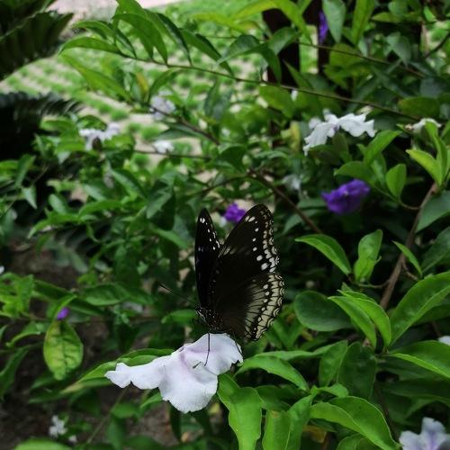 Nature of black beauty