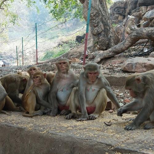 Group of Monkey's