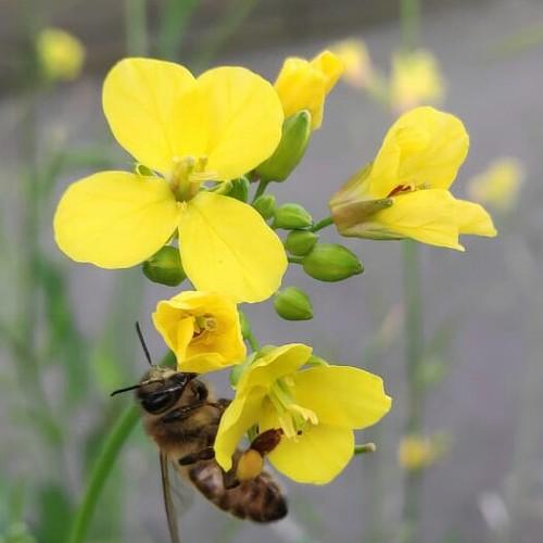 Photo #4472800