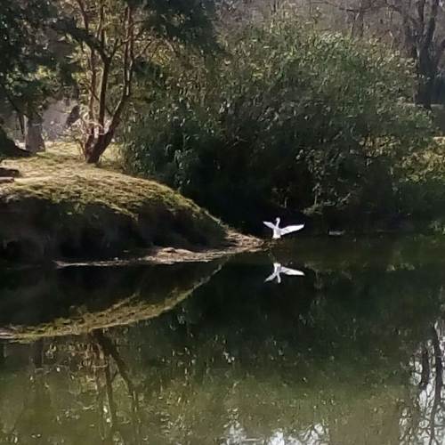 Reflejo