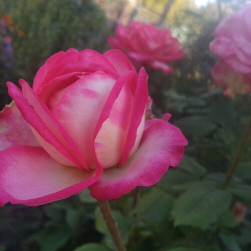 Photo #4473919