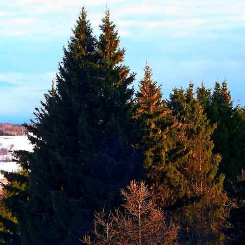 Photo #4473970