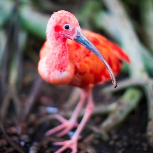 Ibis