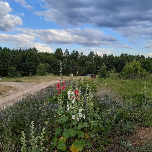 Photo #4475030