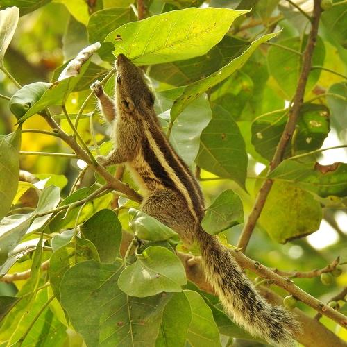 Cute squirrel