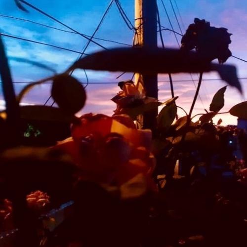 Photo #4477087