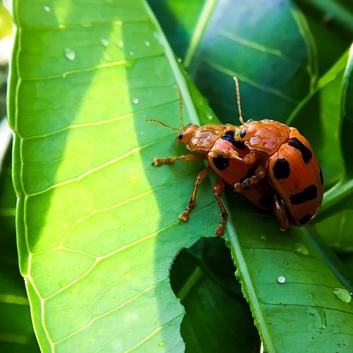 Macro@Mobile
