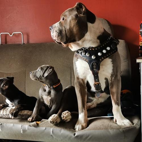 Photo #4478206