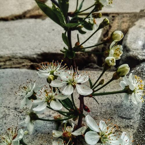 Photo #4478482