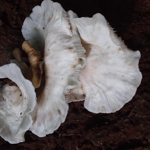 Fungos