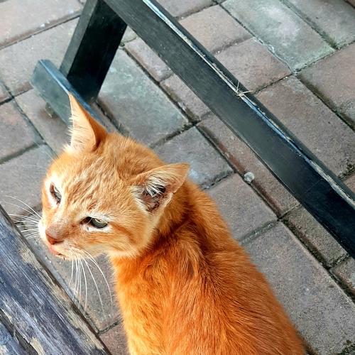 Untamed Cat