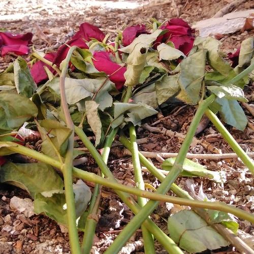 Photo #4480569