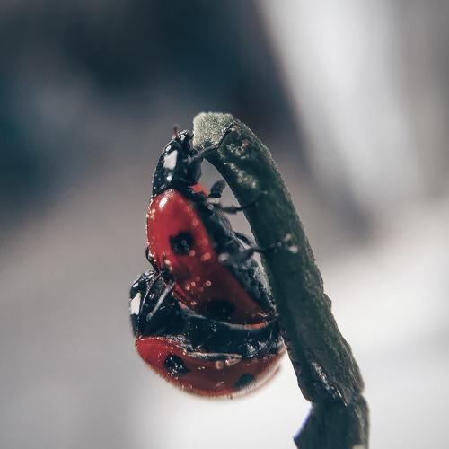 Ladybugs