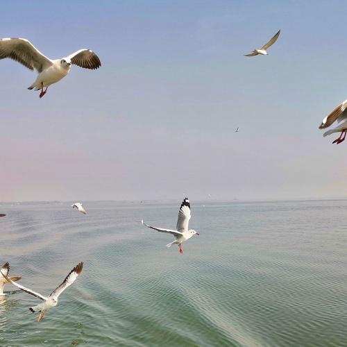 Freedom to FLY