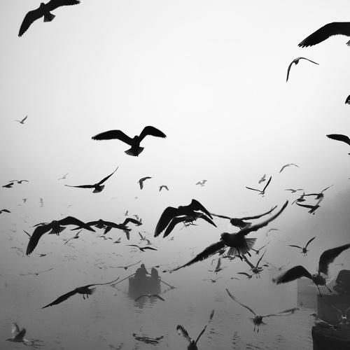 Photo #4482066