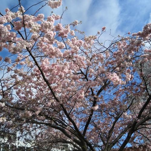 Spring day in Paris