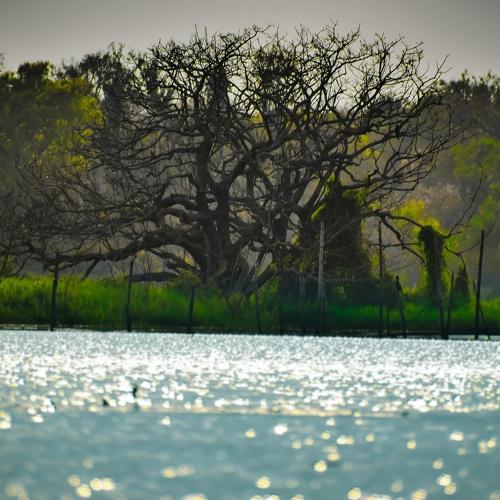 Green Leafed Tree Besides Body of Water during Daytime