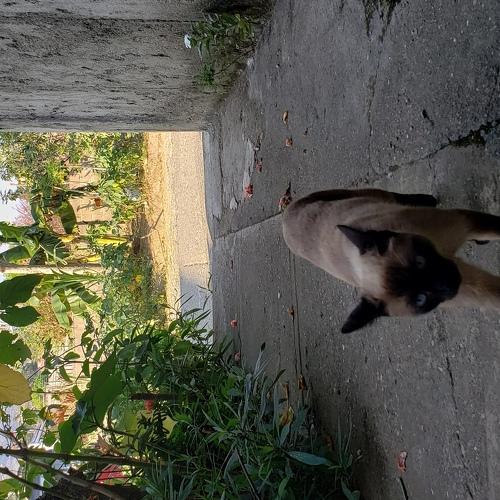 My Cat named Lokita