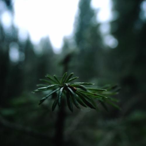 Photo #4484655