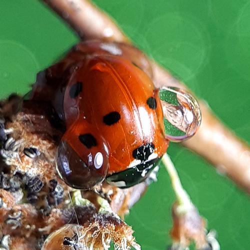 Photo #4484808