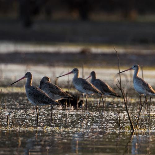 Godwit on water