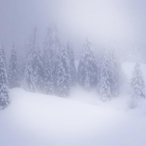 Photo #4485701