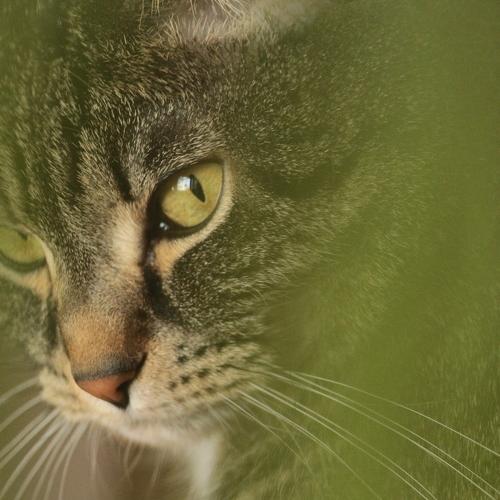 Photo #4487018