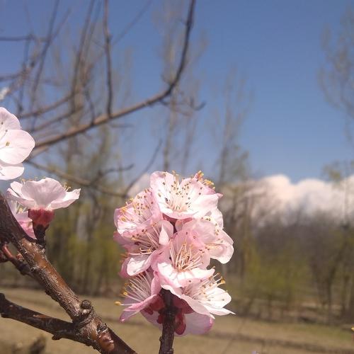 Apricot blossom
