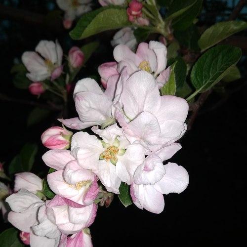 Photo #4489498