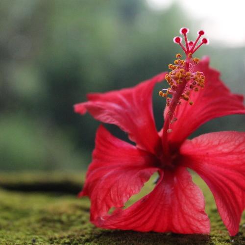Photo #4489564